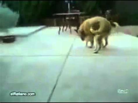 videospornos de animales